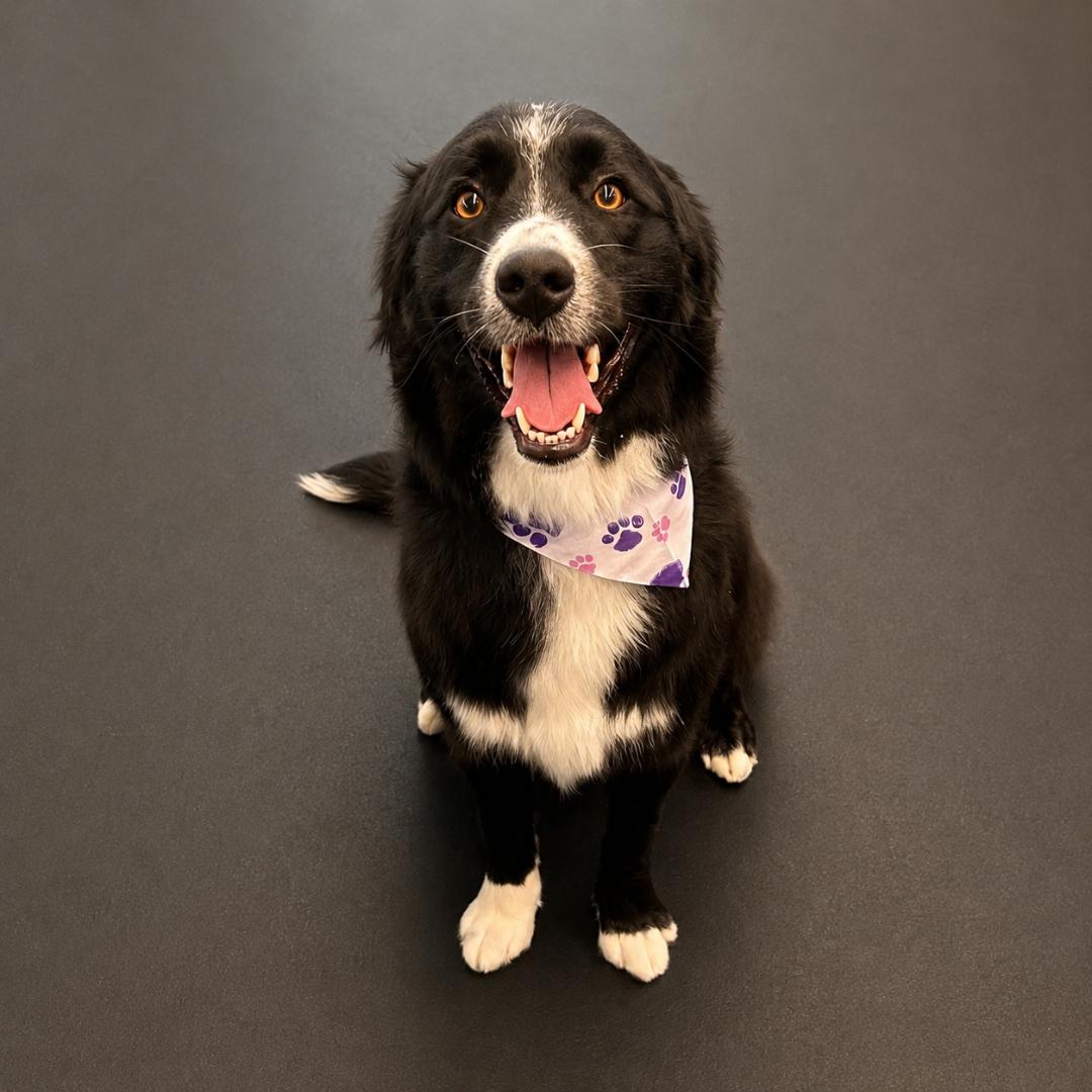 Happy pet