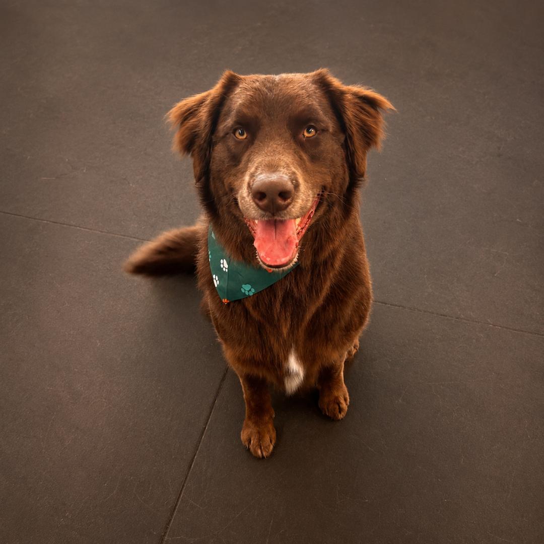 Happy pet