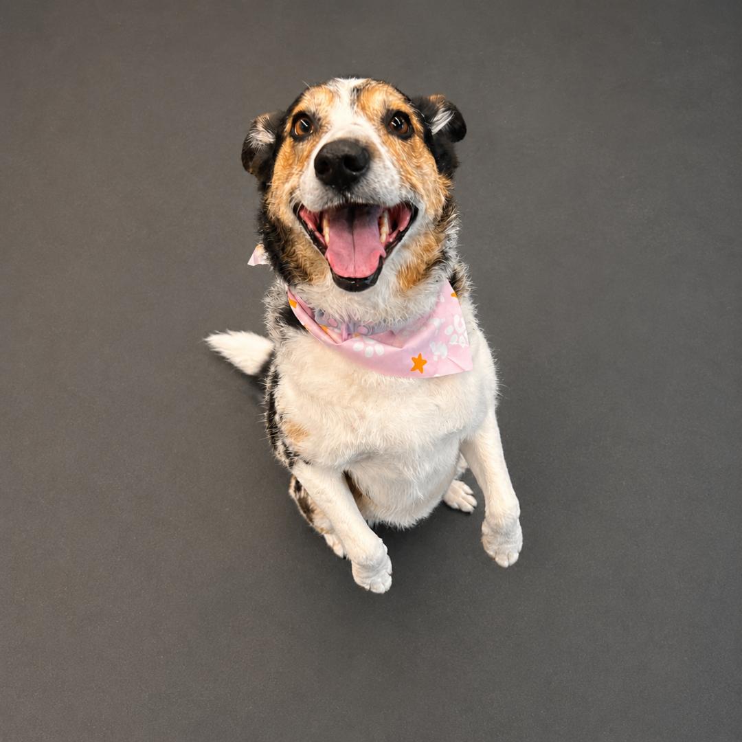 Happy pet